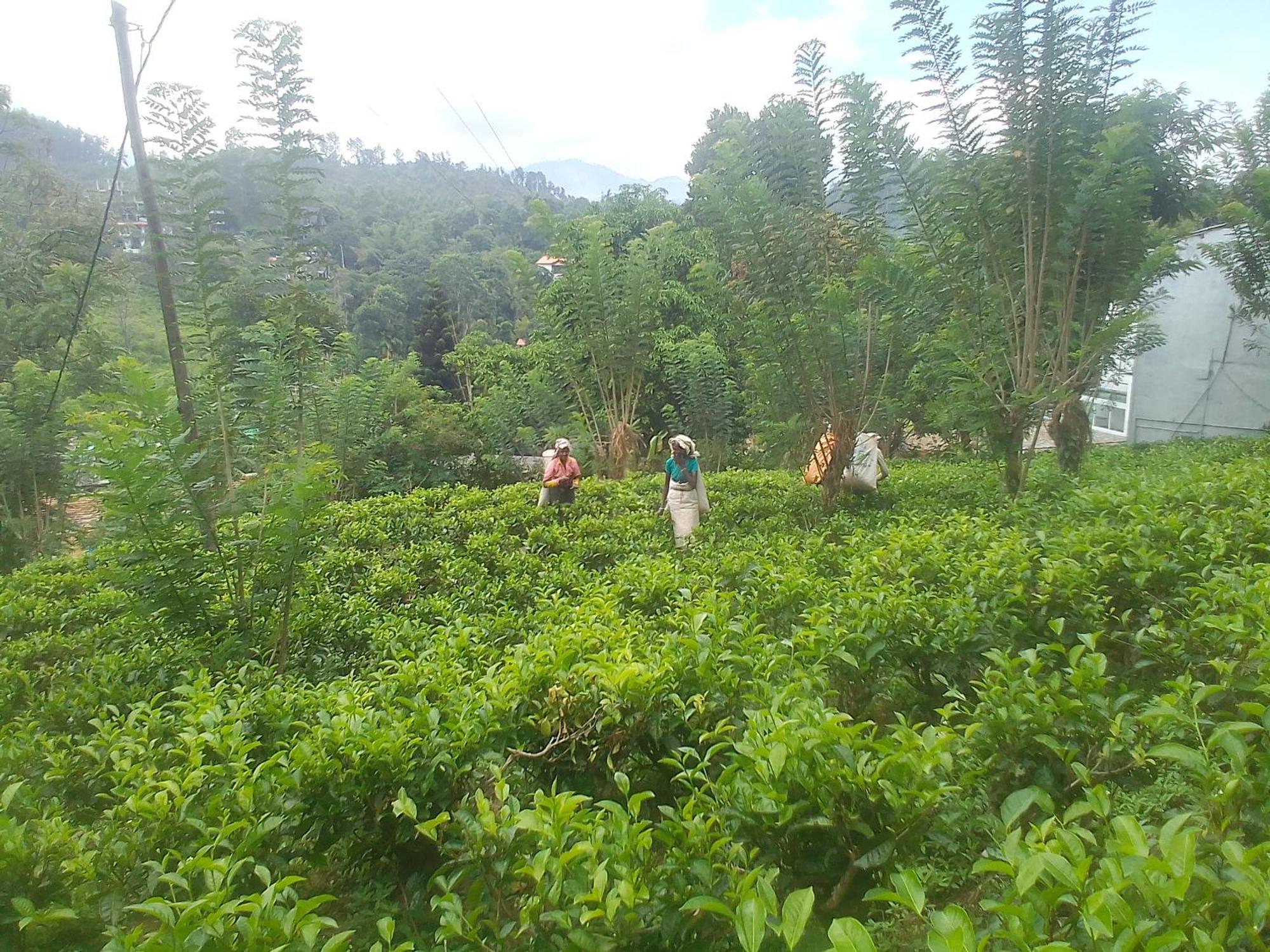 Talblick Homestay Ella Phòng bức ảnh