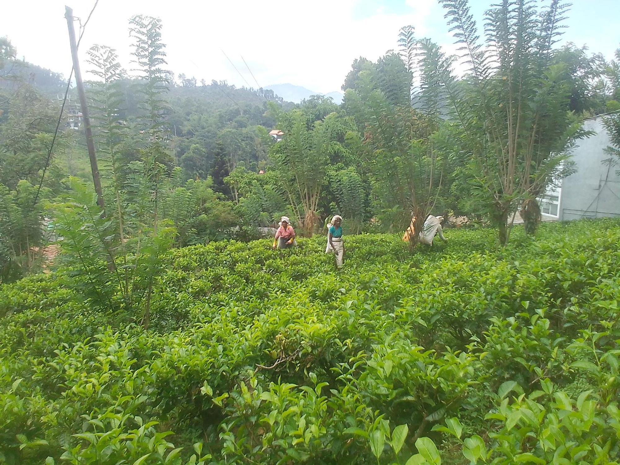 Talblick Homestay Ella Phòng bức ảnh